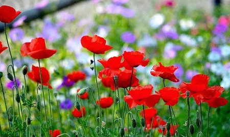 1544671395694710.jpg 现在的婚姻说不上好坏,感觉很无奈又好迷茫.jpg