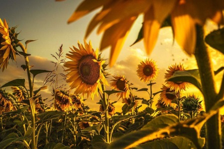 1545383104406238.jpg 不惑之年的她越发美丽,可丈夫对此表示不屑.jpg