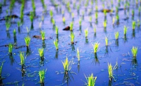 1544067287973944.jpg 遇到一个好的媒人,你的婚姻就成功了一半.jpg