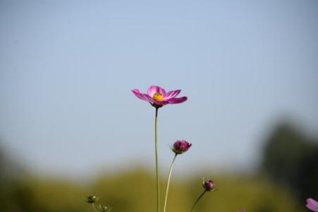 1544067304264356.jpg 遇到一个好的媒人,你的婚姻就成功了一半.jpg