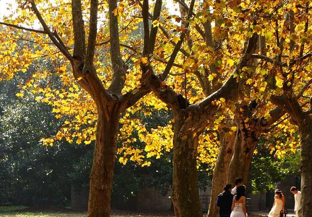 1543290375681051.jpg 面对出轨家暴的丈夫,妻子的晚餐能否拯救家庭?.jpg