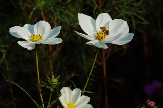 1543297047775343.jpg 有的爱情,只是为了弥补童年时父母的缺席.jpg