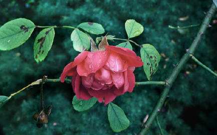 1543393557500651.jpg 婚姻虽有一定的周期,但保持进步能让关系亲密.jpg