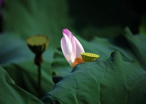 1543567382200495.jpg 生活不易,谁在负重前行?一段残疾人的爱情.jpg