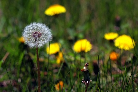 1541468361647056.jpg 自由恋爱离婚率更高?经人介绍的婚姻更牢固.jpg