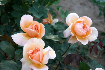 1540265448618930.jpg 20181023111101.jpg