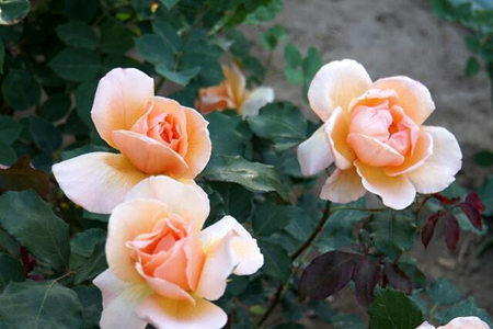 1539681867804541.jpg 20181016171756.jpg