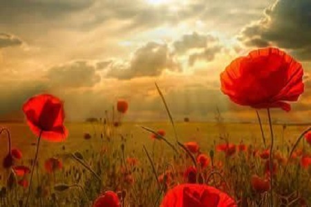 1539681963242916.jpg cf.jpg