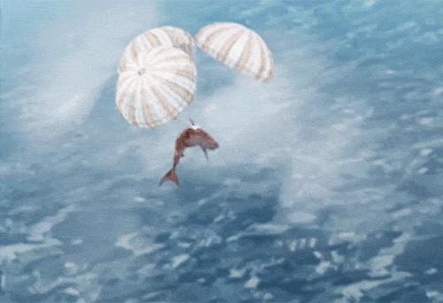 唬烂电影《风飞鲨》竟是真的 路边鲨鱼让日网友吓到弹出来！