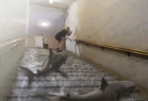 唬烂电影《风飞鲨》竟是真的 路边鲨鱼让日网友吓到弹出来！