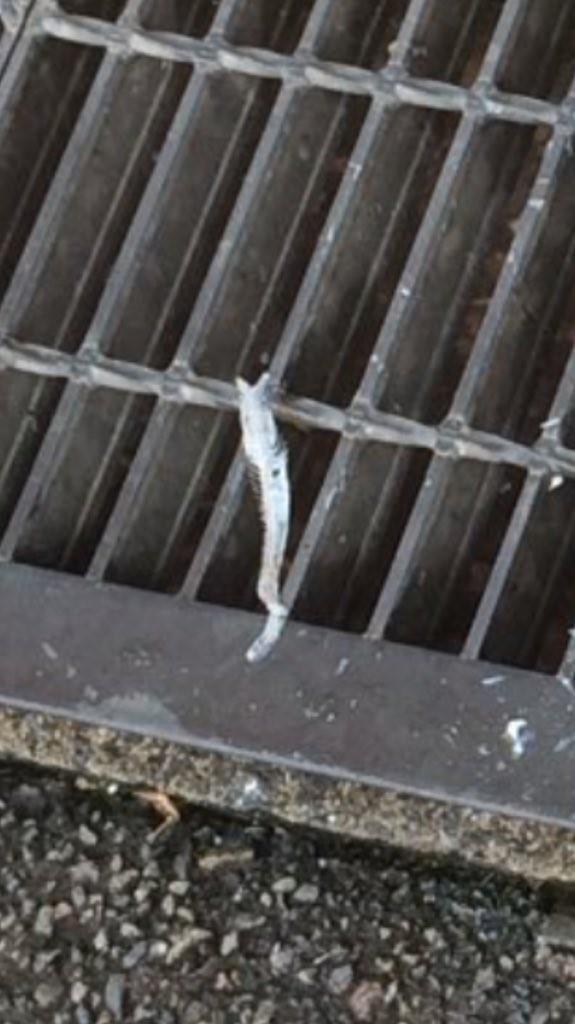 唬烂电影《风飞鲨》竟是真的 路边鲨鱼让日网友吓到弹出来！