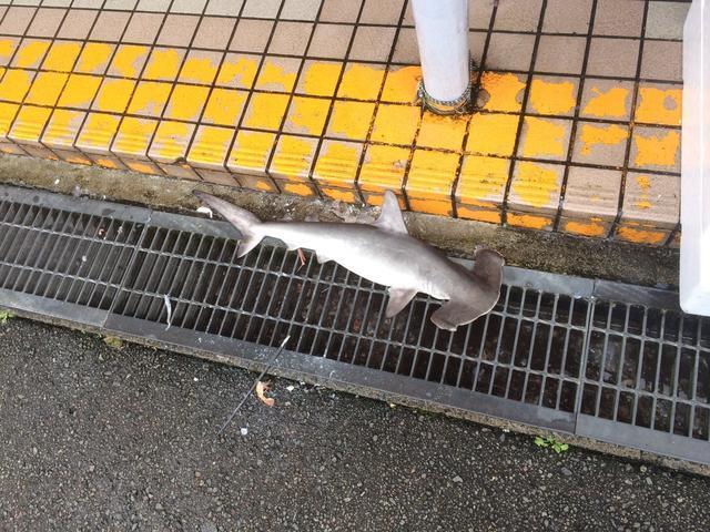 唬烂电影《风飞鲨》竟是真的 路边鲨鱼让日网友吓到弹出来！