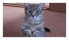 《三生三世枕上书》番外一百五十四,少绾胡闹,墨渊善后