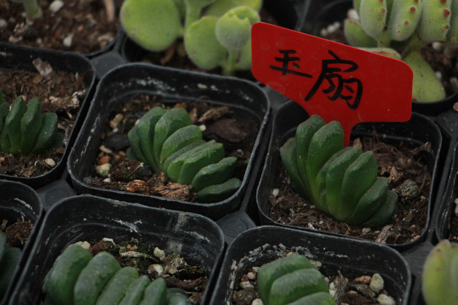 玉扇 玉扇