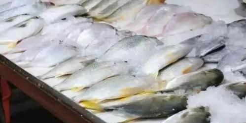 鱼放在冰箱里冰冻可以保存多少天呢