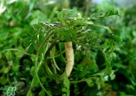 荠菜癌症病人能吃吗？乳腺癌能吃荠菜吗？