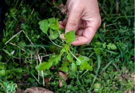 荠菜癌症病人能吃吗？乳腺癌能吃荠菜吗？