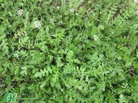 荠菜癌症病人能吃吗？乳腺癌能吃荠菜吗？