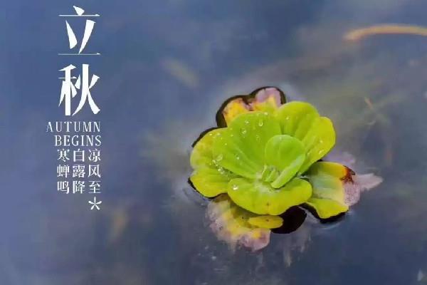 立秋吃饺子的寓意 立秋的来历和风俗 立秋吃饺子的寓意 立秋的来历和风俗