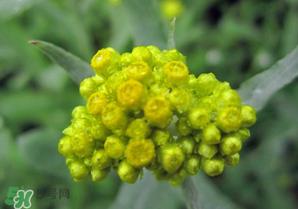 清明菜开花了能不能吃？清明菜怎么吃？