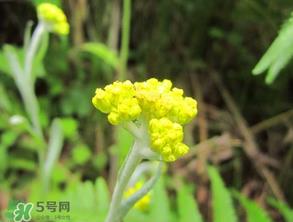 清明菜开花了能不能吃？清明菜怎么吃？