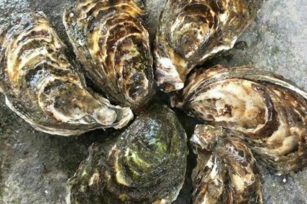 生蚝什么季节最肥最好吃 生蚝什么时间段吃最佳 生蚝什么季节最肥最好吃 生蚝什么时间段吃最佳