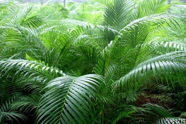 散尾葵是一种什么植物呢 散尾葵有什么作用呢