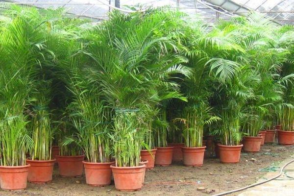 散尾葵是一种什么植物呢 散尾葵有什么作用呢