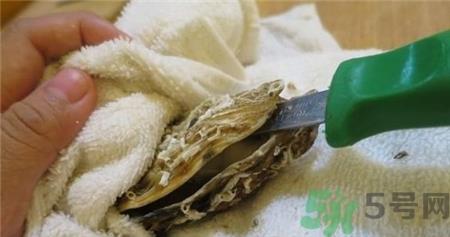 生蚝怎么打开壳?生蚝怎么打开图