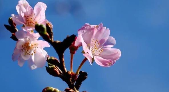 网络图片(侵删) 网络图片(侵删)