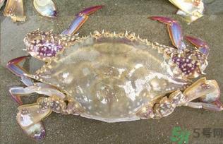 河蟹死了还能吃吗?河蟹死了多久还能吃? 河蟹死了还能吃吗?河蟹死了多久还能吃?