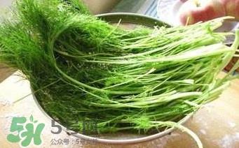 茴香苗有什么好处？茴香苗的功效与作用