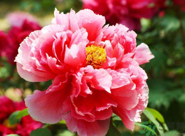 牡丹可以放在室内吗?室内怎么养牡丹? 牡丹可以放在室内吗?室内怎么养牡丹?