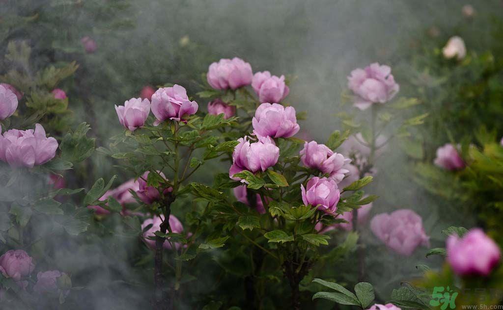 牡丹可以放在室内吗?室内怎么养牡丹? 牡丹可以放在室内吗?室内怎么养牡丹?