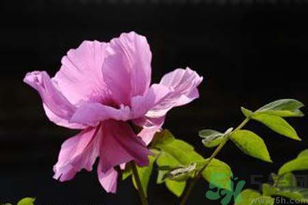 牡丹可以放在室内吗?室内怎么养牡丹? 牡丹可以放在室内吗?室内怎么养牡丹?