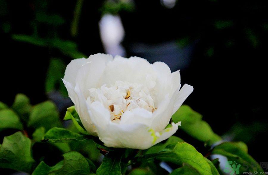 牡丹可以放在室内吗?室内怎么养牡丹? 牡丹可以放在室内吗?室内怎么养牡丹?