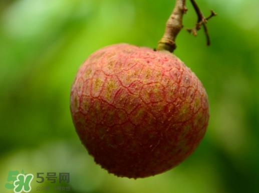 增城哪里可以摘荔枝?增城哪里有荔枝摘 增城哪里可以摘荔枝?增城哪里有荔枝摘