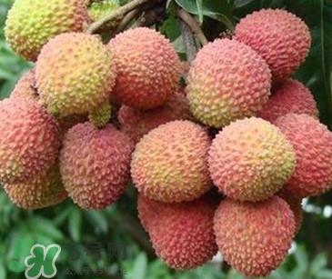 增城哪里可以摘荔枝?增城哪里有荔枝摘 增城哪里可以摘荔枝?增城哪里有荔枝摘