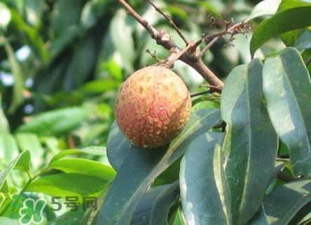 增城哪里可以摘荔枝?增城哪里有荔枝摘 增城哪里可以摘荔枝?增城哪里有荔枝摘