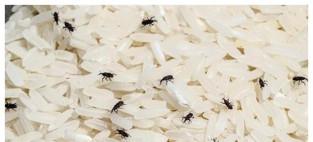 大米生虫还可以吃吗?