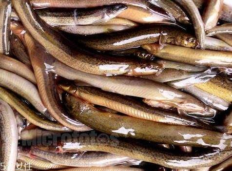 泥鳅是大的好还是小的好 大小都有营养