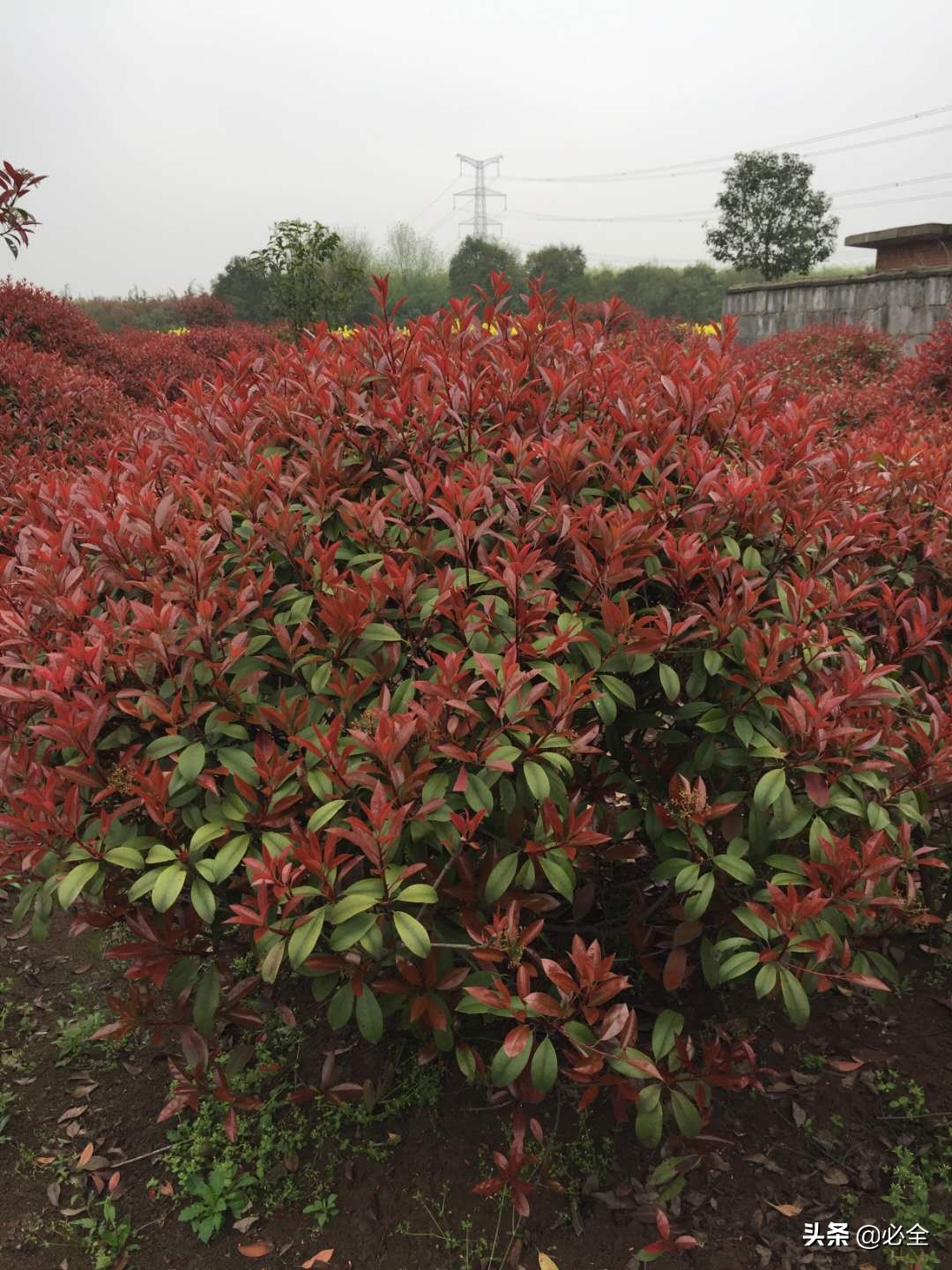 道路两旁绿化植物有哪些（常见的灌木品种）