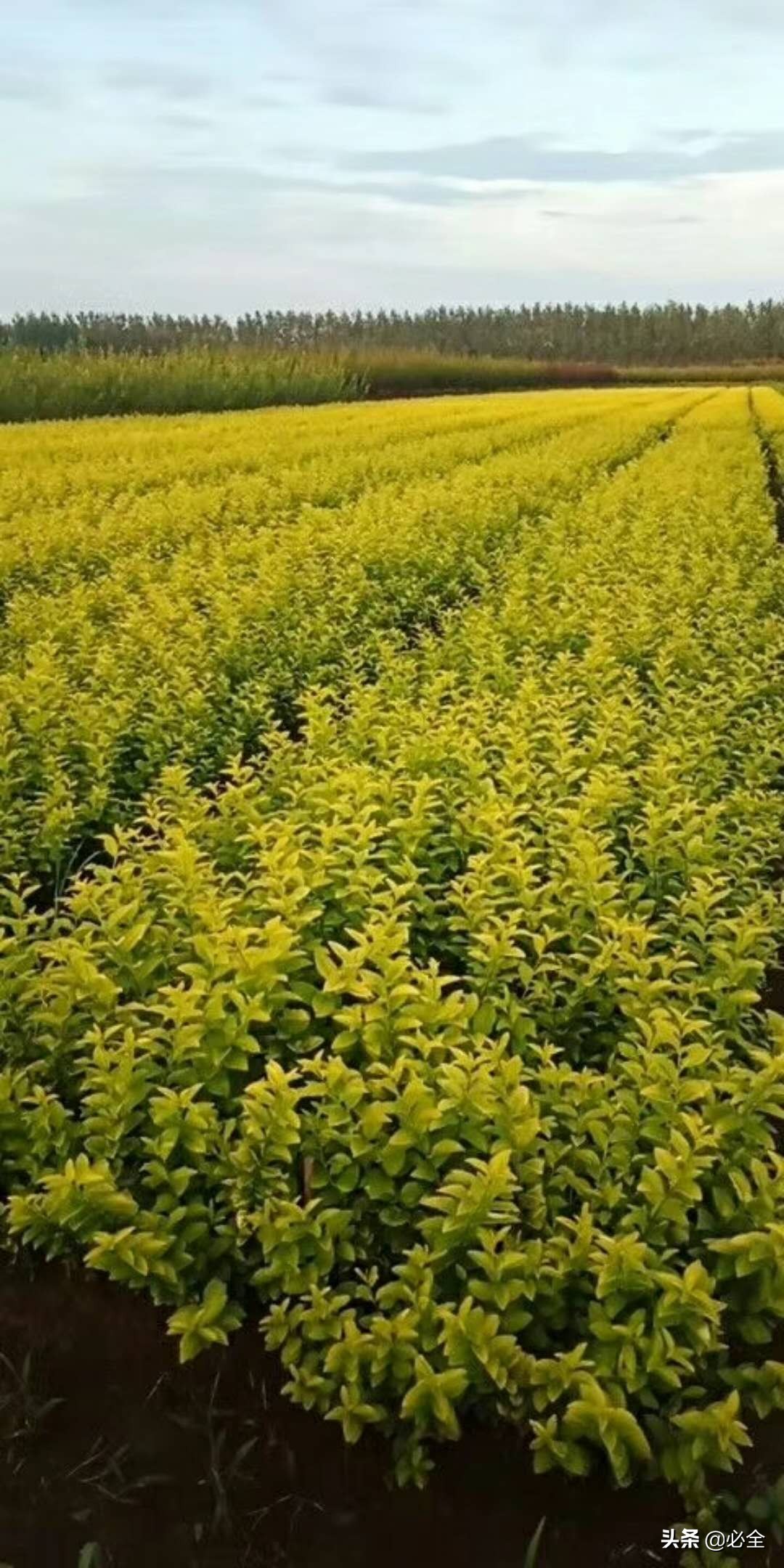 道路两旁绿化植物有哪些（常见的灌木品种）