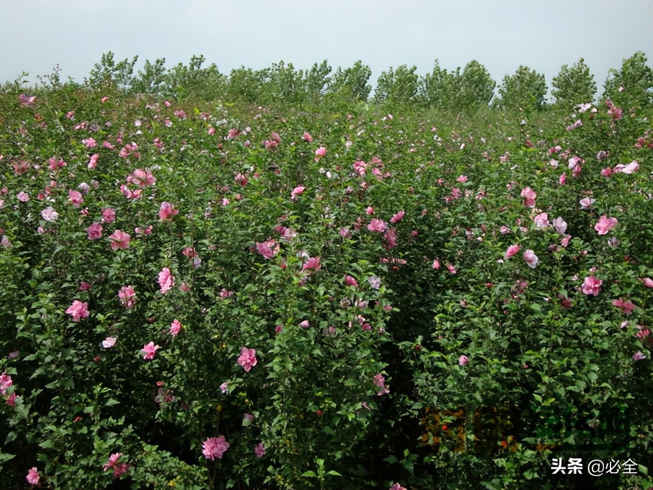 道路两旁绿化植物有哪些（常见的灌木品种）