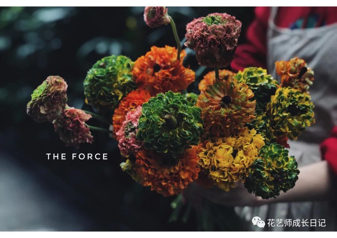 洋牡丹花期有多长时间（不同颜色洋牡丹图片分享）