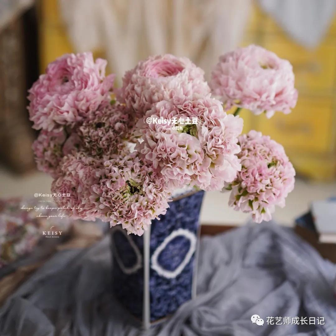 洋牡丹花期有多长时间（不同颜色洋牡丹图片分享）
