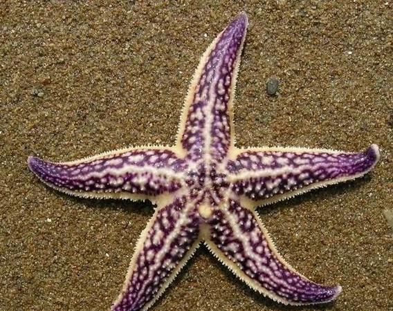 长棘海星能吃吗