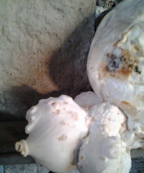 杏鲍菇变质是什么样子