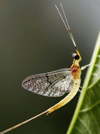 人生如蜉蝣,一往不可攀的，意思是什么