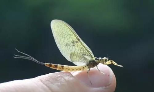 “蜉蝣”是一种什么样的动物